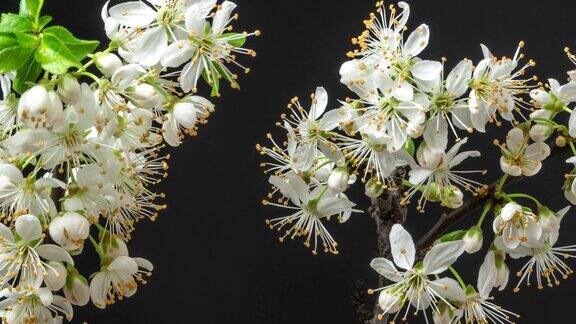 野梅花盛开在一个水平格式的时间间隔对黑色背景野梅花在春天盛开