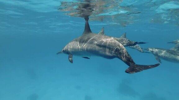 一小群怀孕的雌海豚慢慢地在蓝色的水面下游泳飞旋海豚(Stenellalongirostris)水下射击护航红海萨塔亚礁(海豚屋)马萨阿拉姆埃及非洲