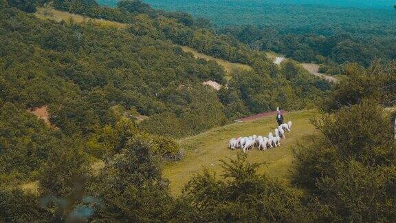 羊群和牧羊人一起放牧希尔斯的鸟瞰图