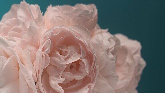 粉红色牡丹花束盛开的时间花朵开放的背景下