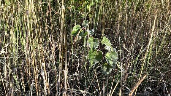 在覆盖着初霜的白色草地上冰冻的幼树植物FullHD