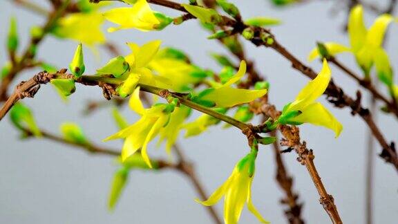 黄色的连翘花盛开