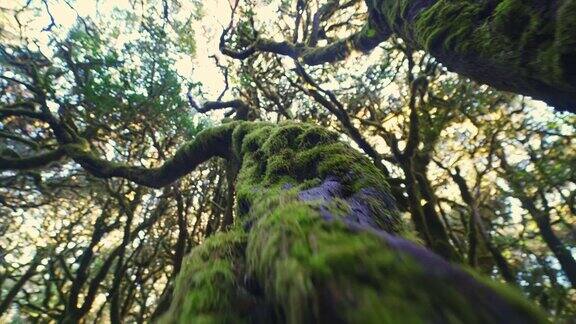 西班牙加那利群岛加拉约内国家公园的WSLA苔藓树