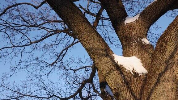 冬天的光秃秃的枫树被雪扫射