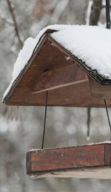 垂直视频:在降雪的背景下家养麻雀在雪下啄食