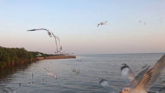 数百只海鸥在夕阳的背景下