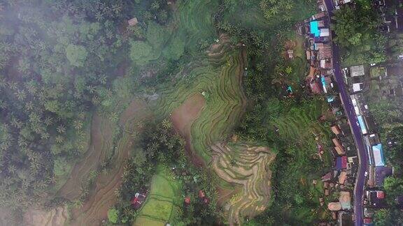 风景鸟瞰图的Tegallalang稻田在巴厘岛印度尼西亚
