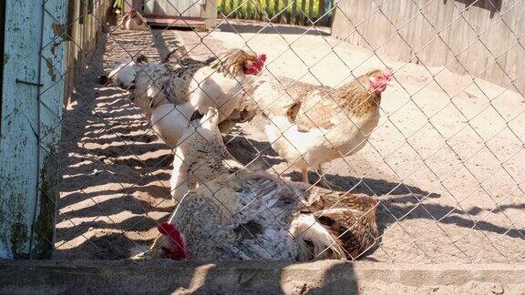 在一个木制鸡舍的铁丝网后面的家禽在农场养鸡
