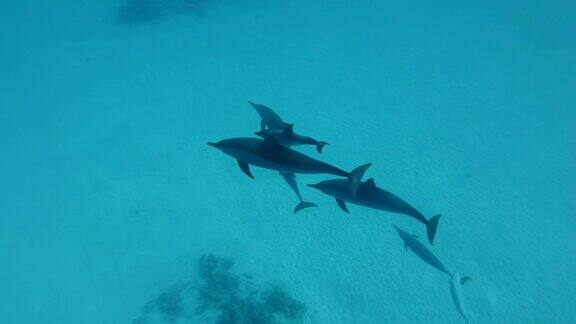 海豚家族带着海豚宝宝在沙底游泳飞旋海豚水下拍摄俯视图