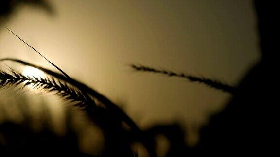草穗穗的剪影在日落