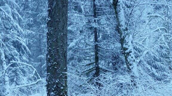 白雪覆盖的森林在冬天