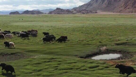 牦牛-牛蒙古草原上的一群牦牛