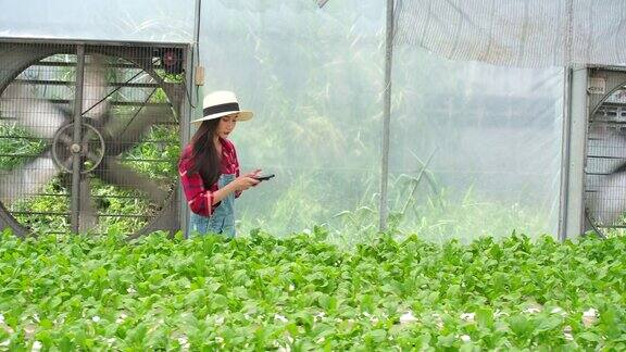 4K慢镜头园艺妇女们用手机给有机蔬菜园里种植的蔬菜拍照