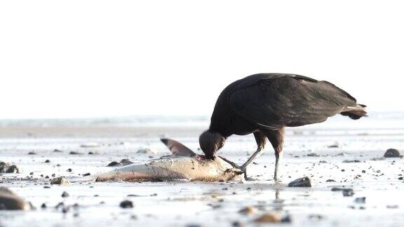黑秃鹫吃着被冲上岸的鱼