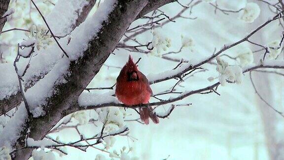 胖红衣主教在树上和雪