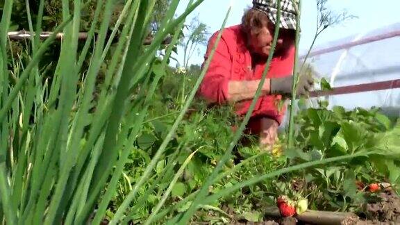 老农妇女在给成熟的草莓除草