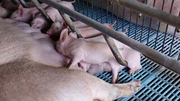 农场中母猪正在喂养新生仔猪