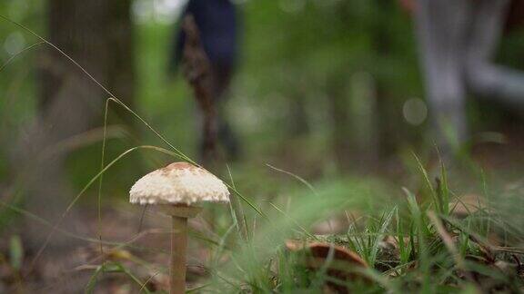 生长在森林中的CU蘑菇