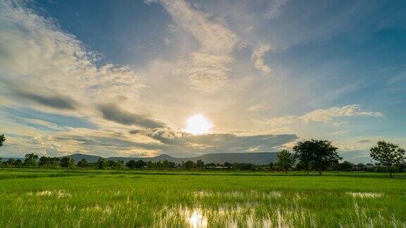 自然风景的稻田和日落4K延时