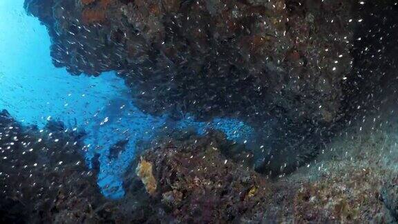 戴水肺的潜水员穿过珊瑚礁的裂缝那里满是闪闪发光的鱼群水下视图