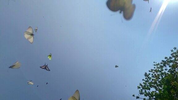 蝴蝶自然动物背景景观天空蝴蝶-昆虫自由飞行动物迁徙动物