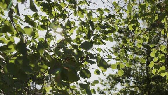 美丽的慢动作背景移动手持拍摄一棵健康的绿色白杨树在日出在晴朗的蓝天明媚的阳光明媚的一天在户外高海拔的科罗拉多州的落基山脉