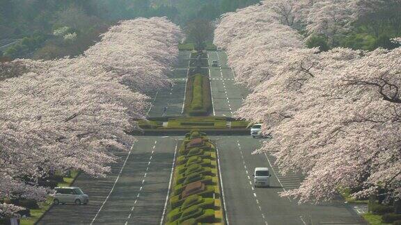 樱桃树和道路樱花拱门