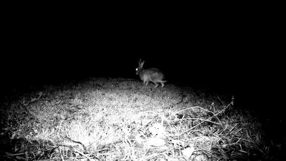 野兔(LepusEuropaeus)在寒冷的冬夜在草地上散步和吃草