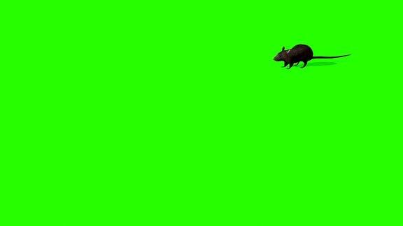 绿色屏幕上可爱的灰色老鼠的动画