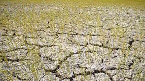种植在因干旱而干裂土壤上的水稻