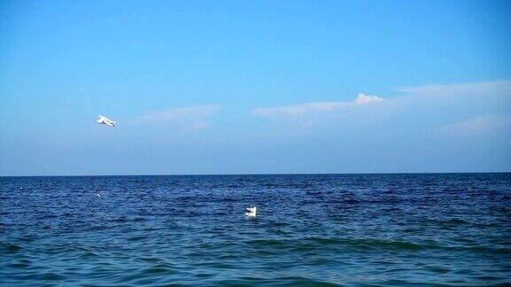 海鸥在海上飞翔缓慢的运动