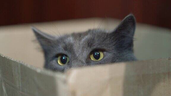 盒子里有张有趣的猫脸灰猫正盯着盒子外捕食