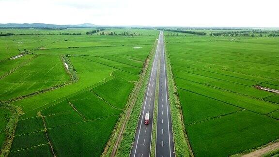 全景自然景观的绿色田野与水稻