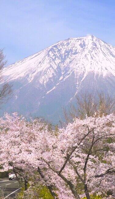 樱花盛开富士山