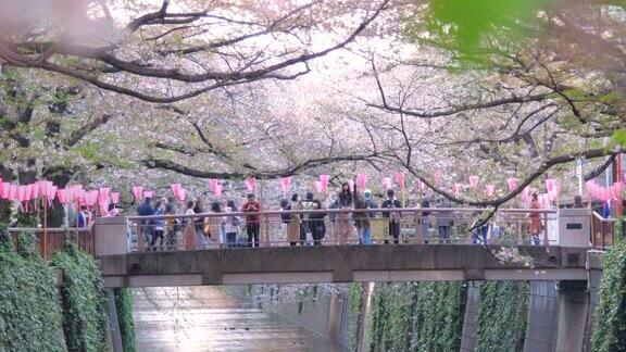 樱花在日本东京目黑河落下