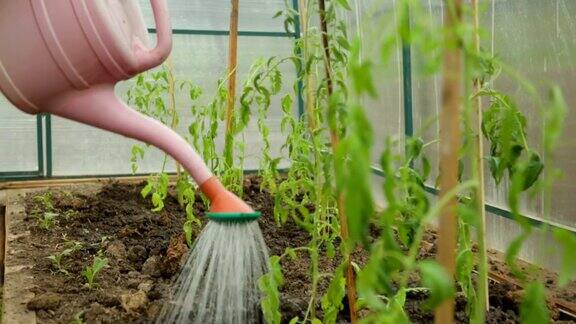 在温室里给西红柿树苗浇水