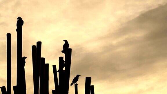 日出时海滩上的乌鸦