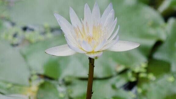 白莲花盛开鲜绿的叶子漂浮在池塘上