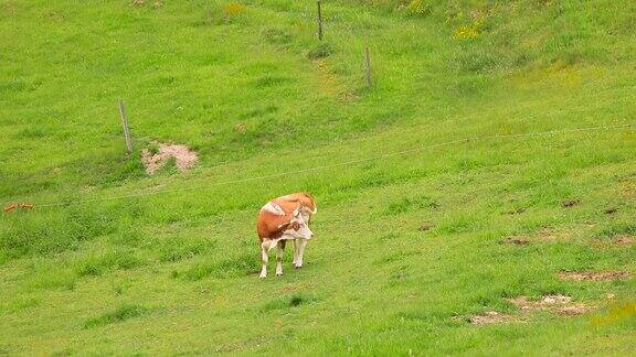 一头奶牛在草地上吃草西门塔尔牛品种