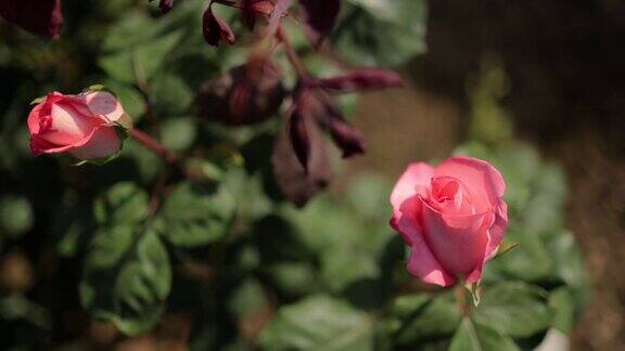 花园里开着粉红色的玫瑰花