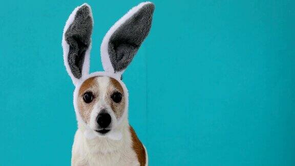 受惊的狗长着兔耳朵