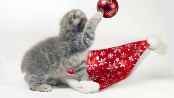 有趣的小灰褶苏格兰小猫小猫在白色的背景上玩耍圣诞装饰的背景上有一个圣诞球