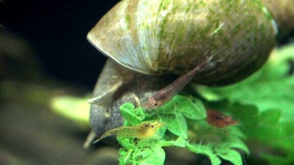 带小虾的水蜗牛