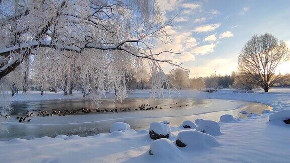 冬天的风景城市公园里白雪覆盖的树木和湖上的野鸭日落时分