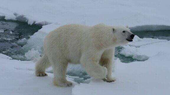 北极熊在冰上行走