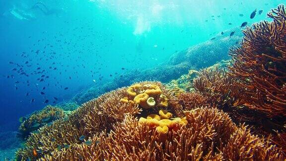 印度尼西亚科莫多国家公园水下健康的珊瑚礁摄像机在水下缓慢移动在色彩斑斓的珊瑚礁上有很多健康的珊瑚和鱼