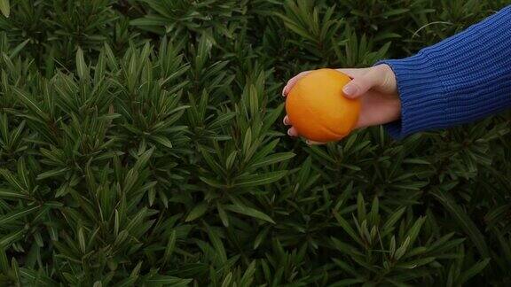一个匿名年轻女子的手拿着有机橙子
