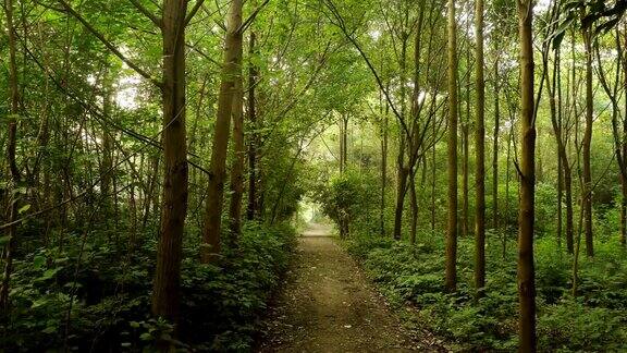 大森林里一条安静的小路