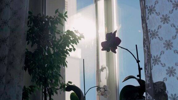 华丽的紫色兰花在窗帘后面的窗台上沐浴在温暖的阳光下