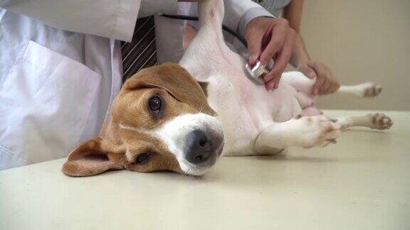 兽医诊所用听诊器检查犬只